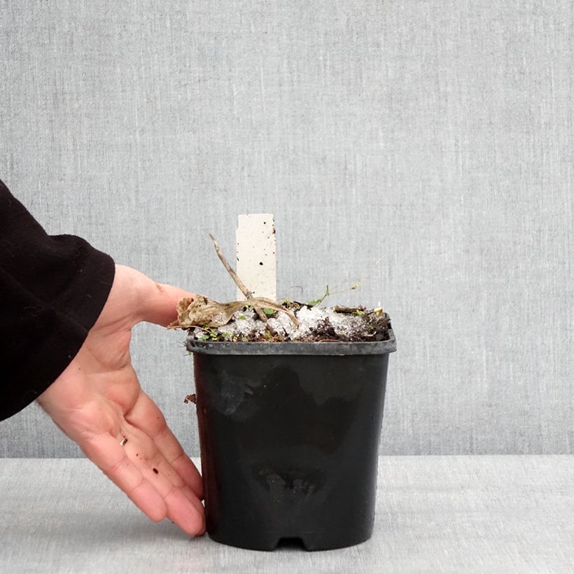 Example of Hosta Dream Queen Pot de 1,5L/2L as you get in hiver