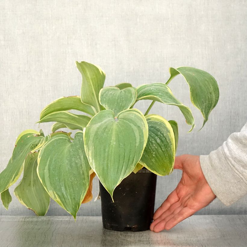 Example of Hosta Earth Angel Pot de 1,5L/2L as you get in automne