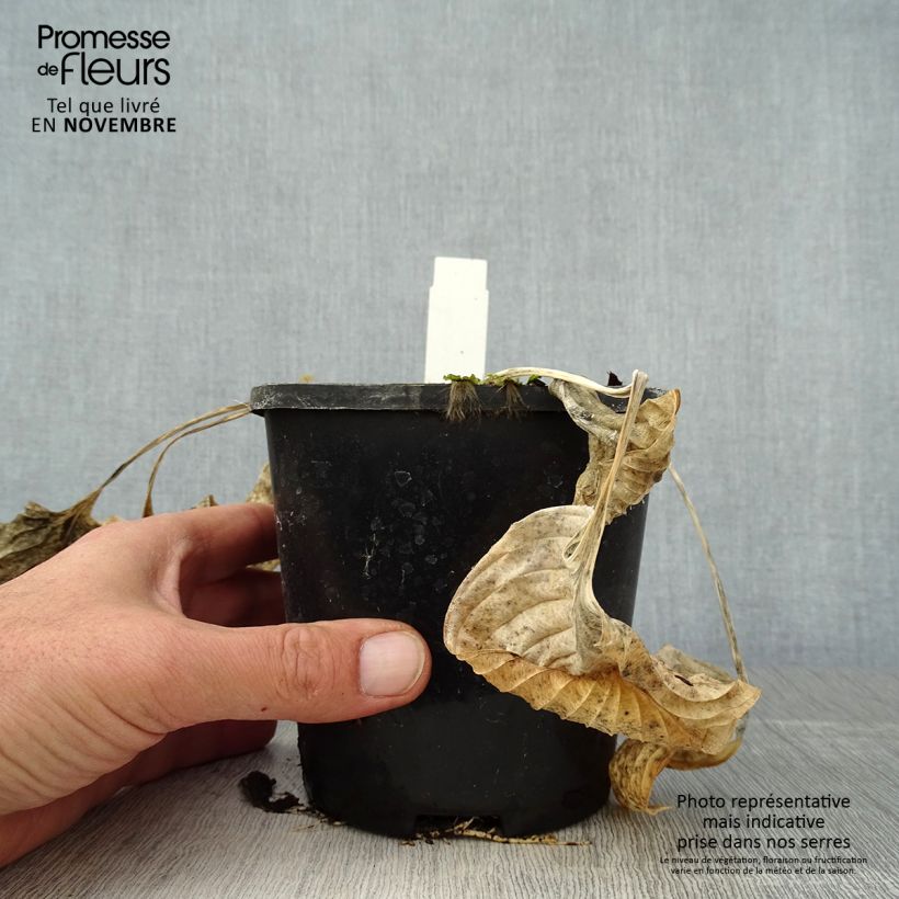 Example of Hosta Eye Catcher Pot de 1,5L/2L as you get in automne