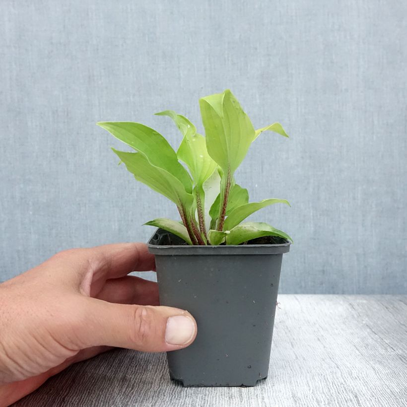 Example of Hosta fire Island Godet de 8/9 cm as you get in ete