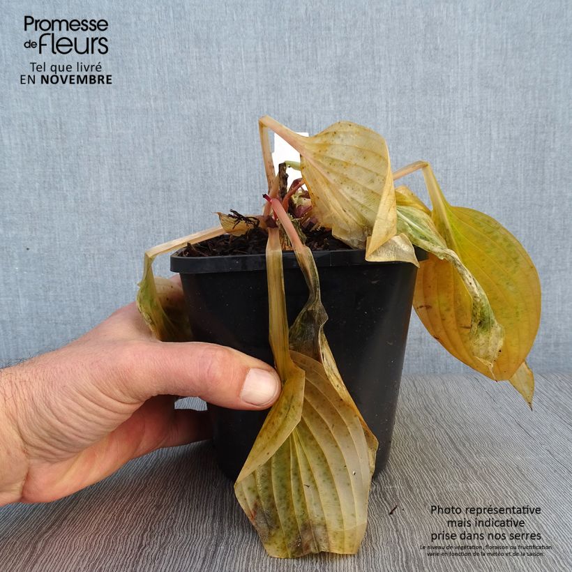 Example of Hosta First Blush Pot de 1,5L/2L as you get in automne