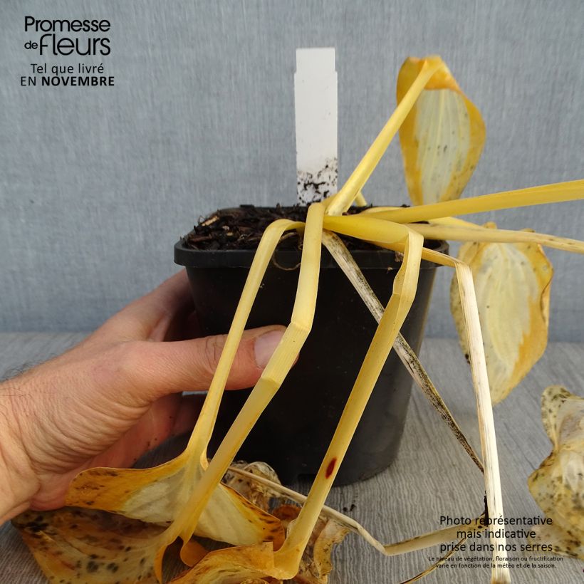 Example of Hosta Forbidden Fruit Pot de 1,5L/2L as you get in automne