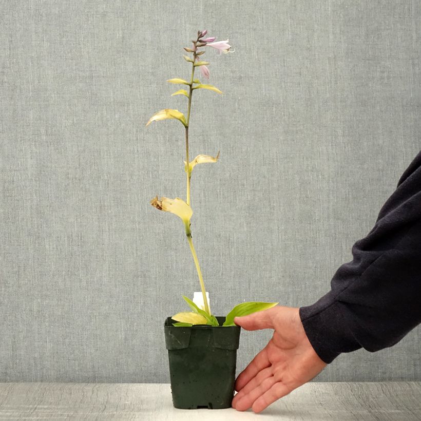 Example of Hosta fortunei Gold Standard Pot de 2L/3L as you get in ete