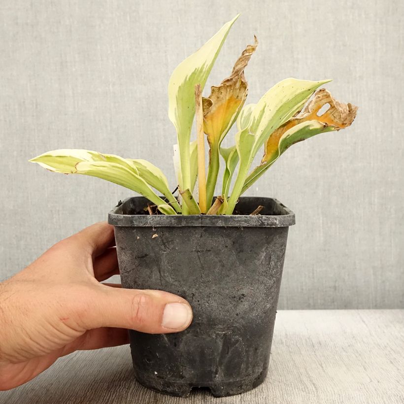 Example of Hosta fortunei Twilight Pot de 1,5L/2L as you get in automne