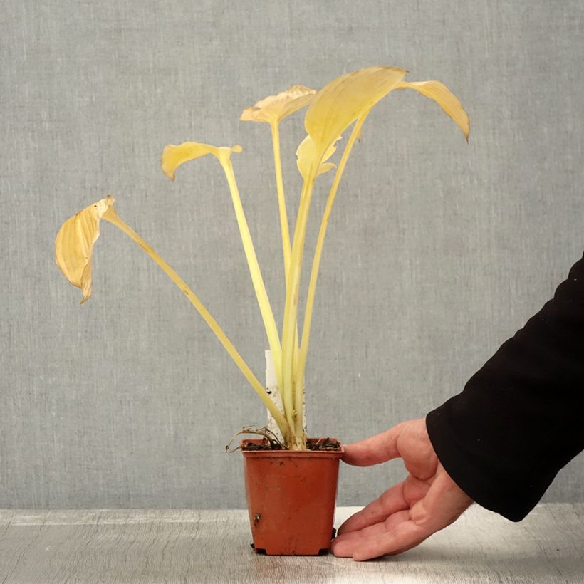 Example of Hosta fortunei var hyacinthina Godet de 8/9 cm as you get in automne