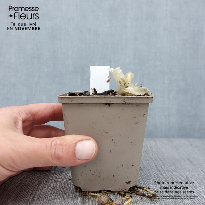 Example of Hosta Fragrant Bouquet Godet de 8/9 cm as you get in automne