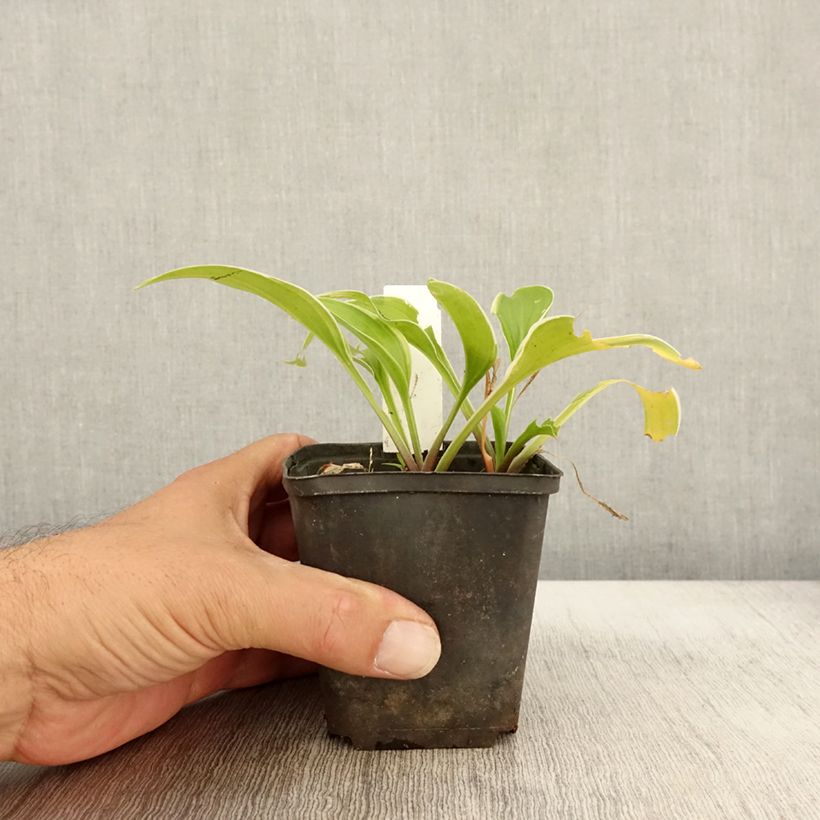 Example of Hosta Fragrant Fire Godet de 8/9 cm as you get in automne