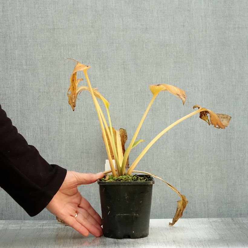 Example of Hosta Goldbrook Glimmer Pot de 1,5L/2L as you get in automne