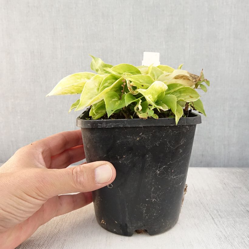 Example of Hosta Golden Needles Pot de 1,5L/2L as you get in ete