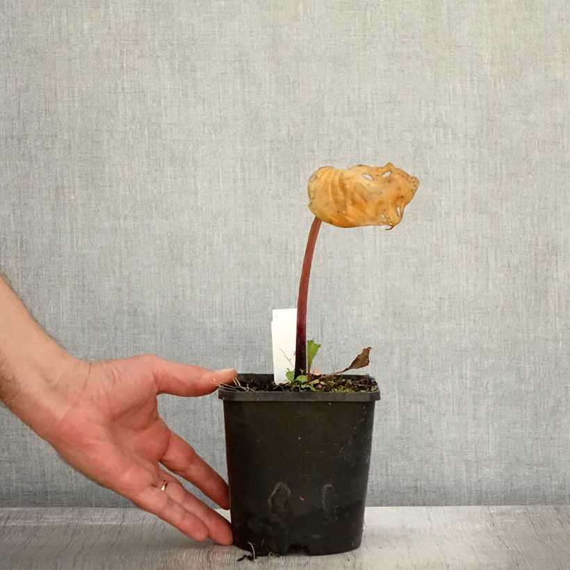 Example of Hosta Gooseberry Sundae Pot de 1,5L/2L as you get in automne