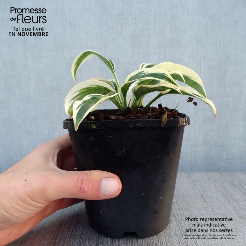 Example of Hosta Great Escape Pot de 1,5L/2L as you get in automne