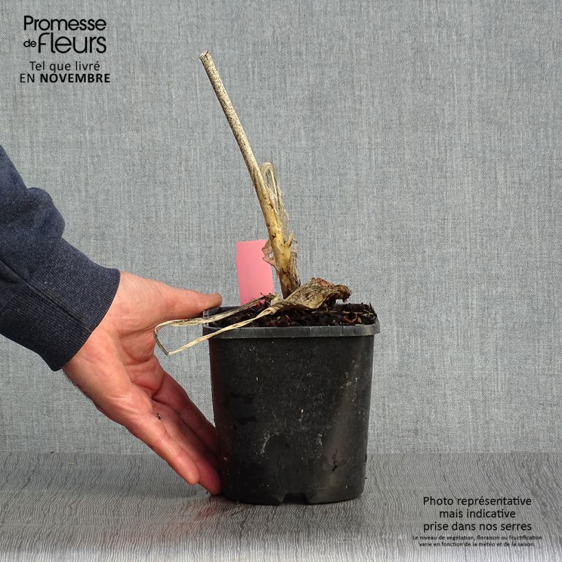 Example of Hosta Guacamole Pot de 1,5L/2L as you get in automne