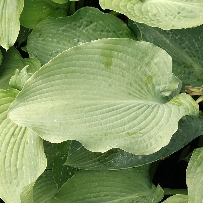 Hosta Guardian Angel (Foliage)
