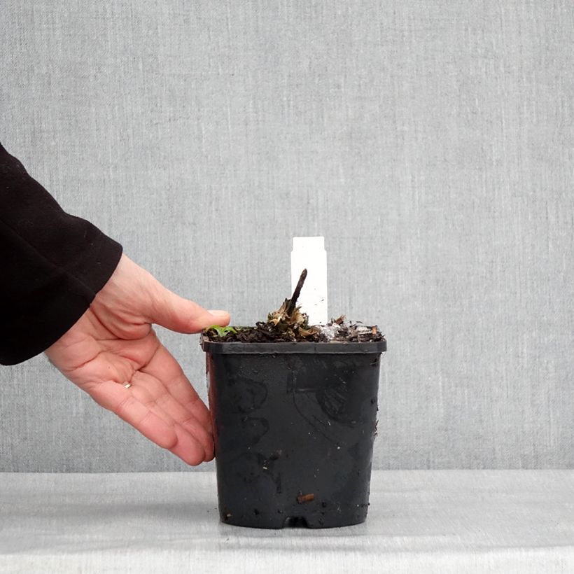 Example of Hosta Guardian Angel Pot de 1,5L/2L as you get in hiver
