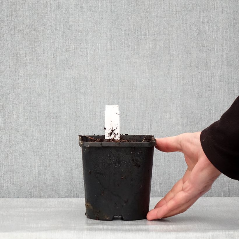 Example of Hosta Hyuga Urajiro Pot de 1,5L/2L as you get in hiver