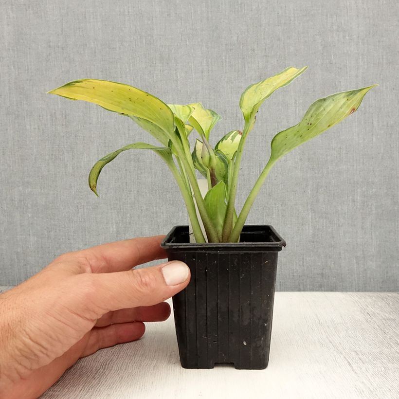 Example of Hosta June Godet de 8/9 cm as you get in ete