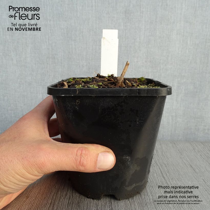 Example of Hosta Lady in Red Pot de 1,5L/2L as you get in automne