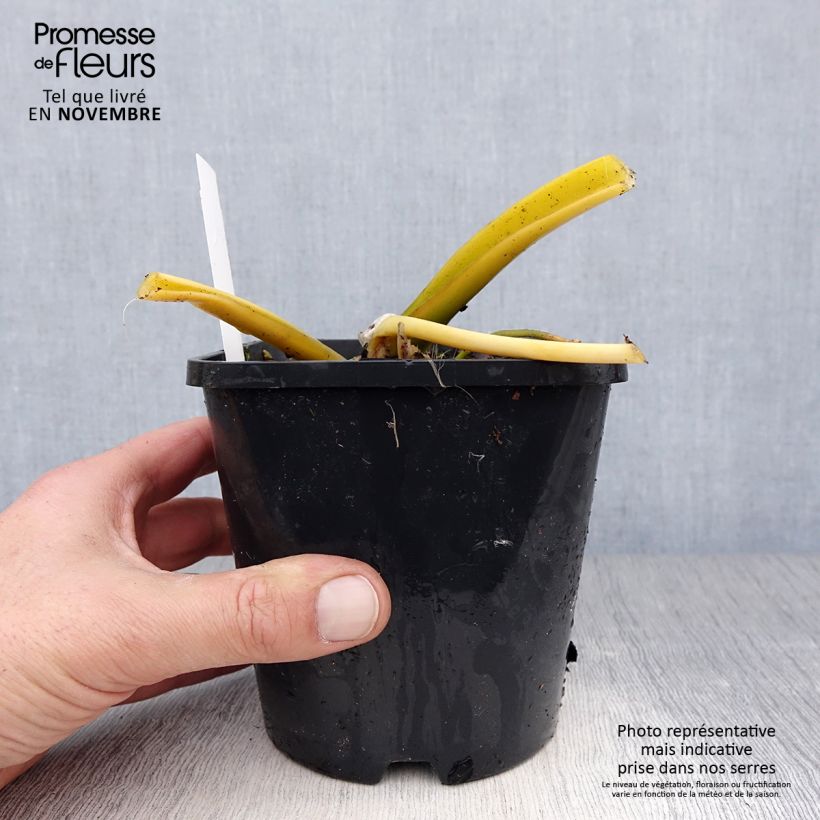 Example of Hosta Lakeside Maverick Pot de 1,5L/2L as you get in automne