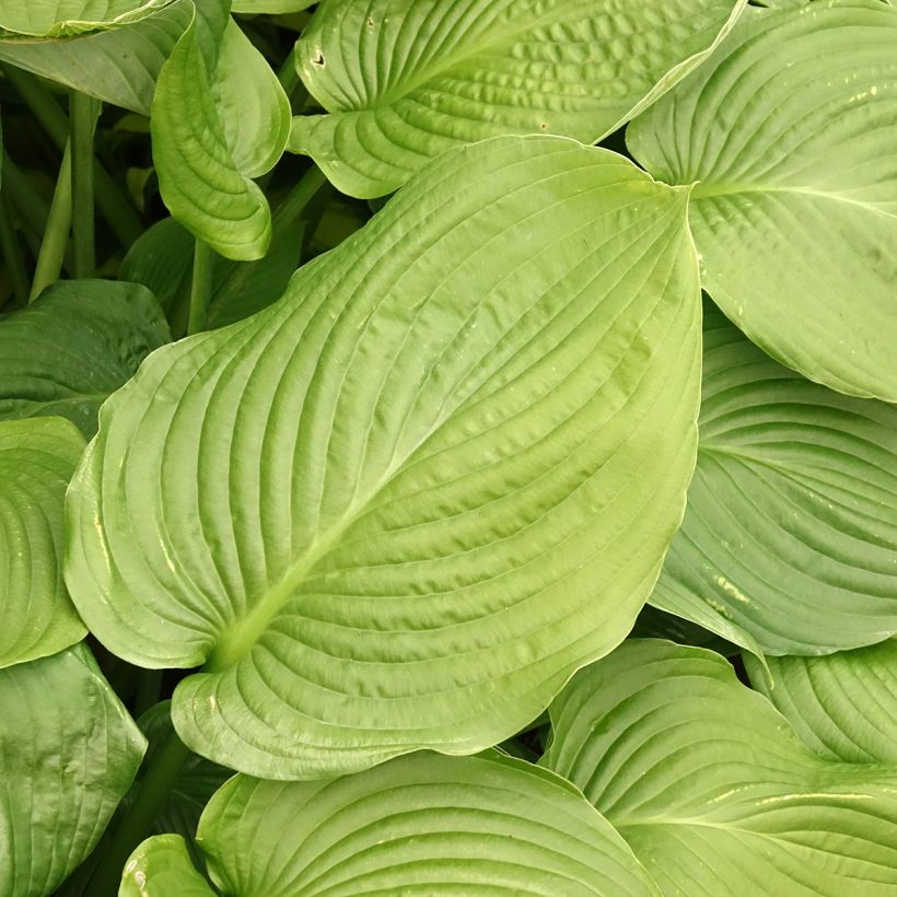 Hosta Lakeside Maverick (Foliage)