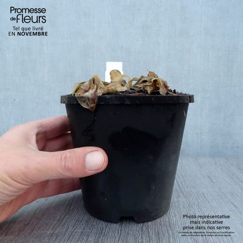 Example of Hosta Mighty Mouse Pot de 1,5L/2L as you get in automne