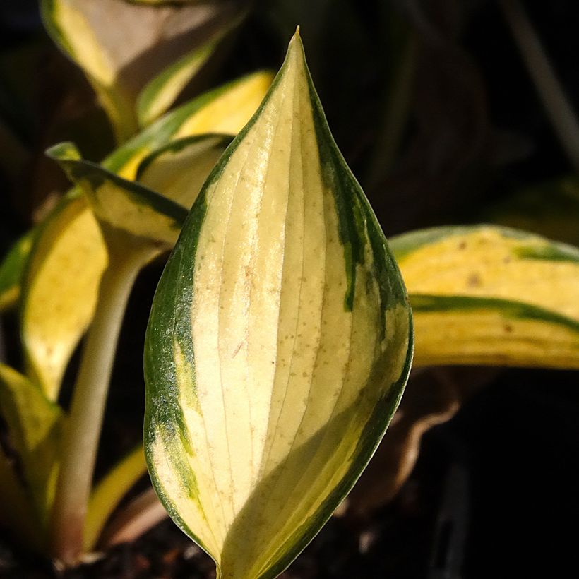 Hosta Orange Star (Foliage)