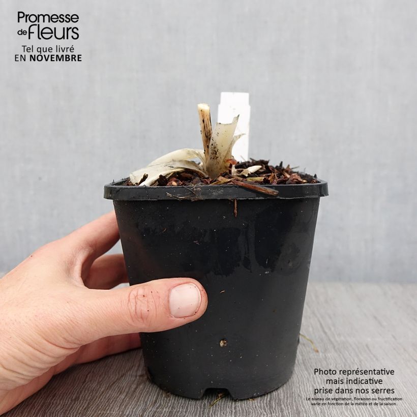 Example of Hosta Orion's Belt Pot de 1,5L/2L as you get in automne