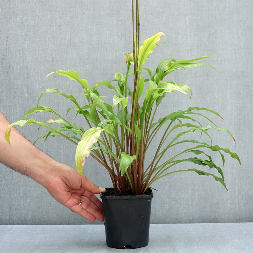 Example of Hosta Party Streamers Pot de 1,5L/2L as you get in ete