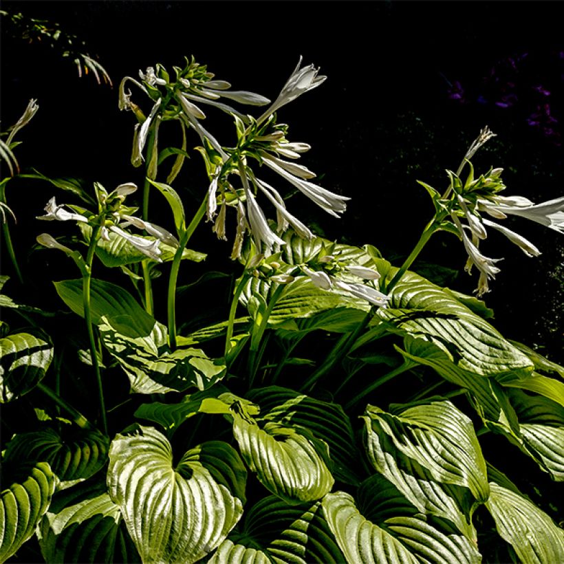 hosta plantaginea grandiflora (Plant habit)
