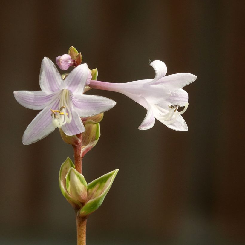 Hosta Rainbows End (Flowering)