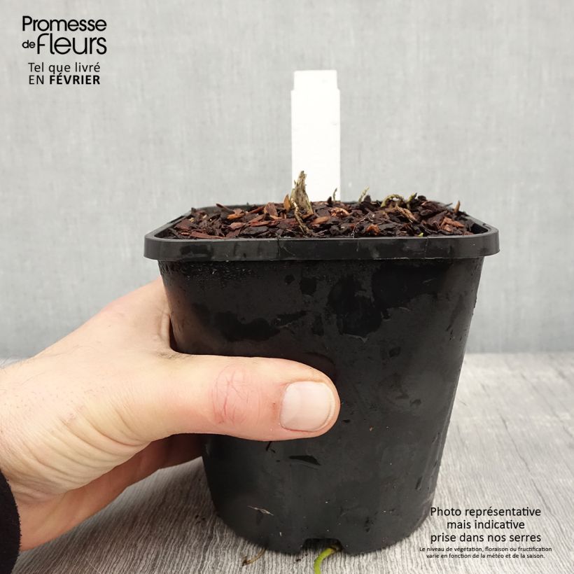 Example of Hosta Sagae Pot de 1,5L/2L as you get in hiver