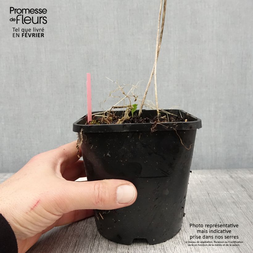Example of Hosta Sizzle Pot de 1,5L/2L as you get in hiver