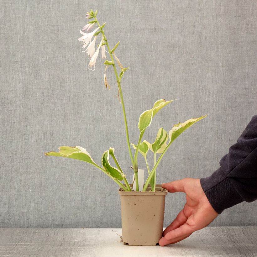Example of Hosta So Sweet Godet de 8/9 cm as you get in ete
