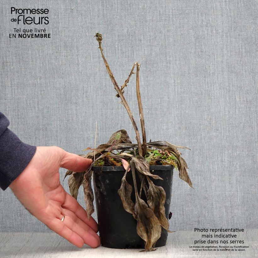 Example of Hosta Stand by Me Pot de 1,5L/2L as you get in automne