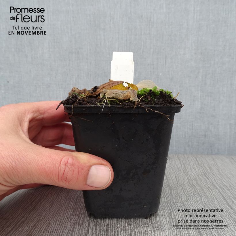 Example of Hosta Striptease Godet de 8/9 cm as you get in automne