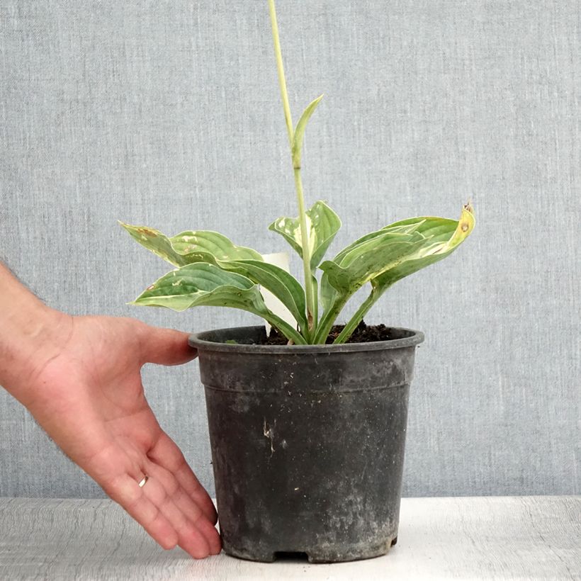 Example of Hosta Striptease Pot de 2L/3L as you get in ete