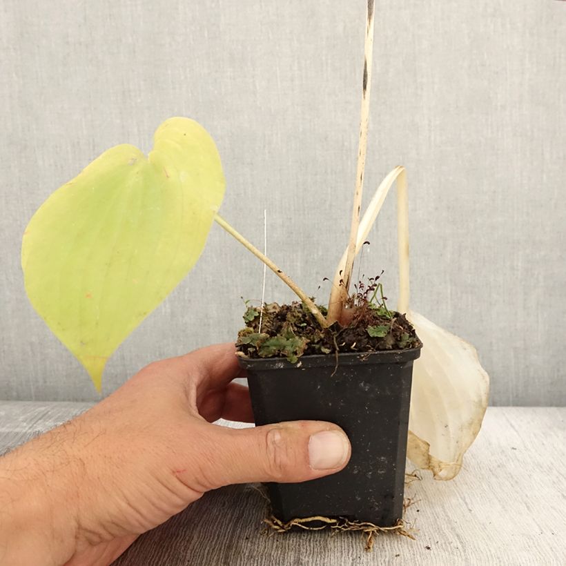 Example of Hosta Sum and Substance Godet de 8/9 cm as you get in automne