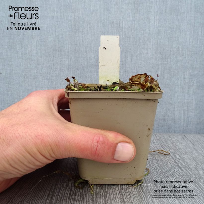 Example of Hosta Summer Breeze Godet de 8/9 cm as you get in automne