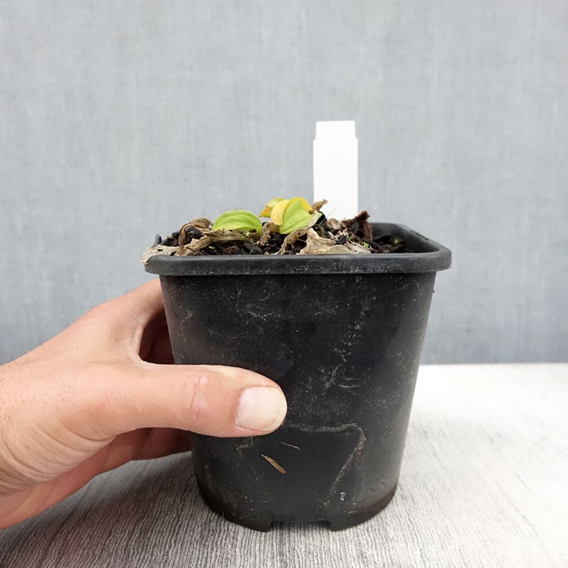 Example of Hosta Sun Mouse Pot de 1,5L/2L as you get in automne