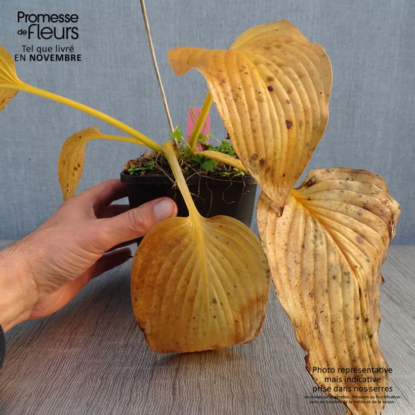 Example of Hosta T Rex  Pot de 1,5L/2L as you get in automne