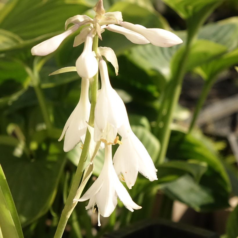 Hosta T Rex  (Flowering)