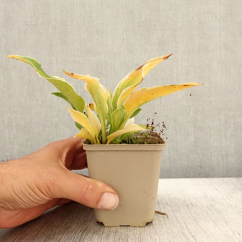 Example of Hosta tardiana El Niño Godet de 8/9 cm as you get in automne