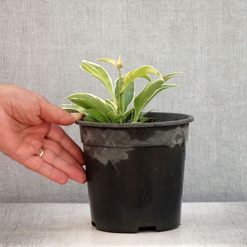 Example of Hosta tardiana El Niño Pot de 2L/3L as you get in ete