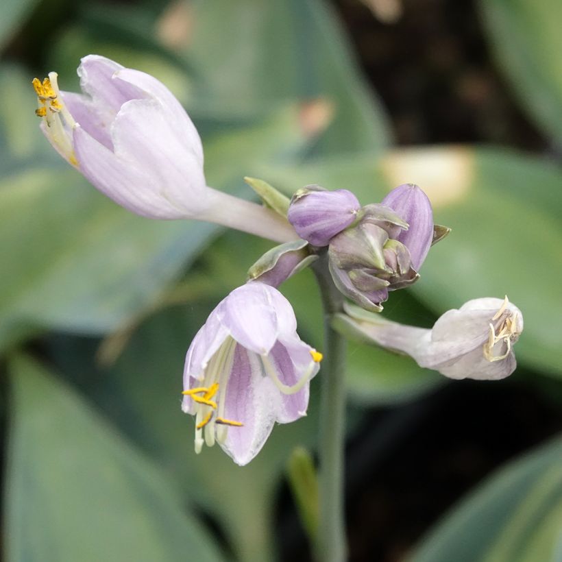 Hosta Teacher's Pride (Flowering)