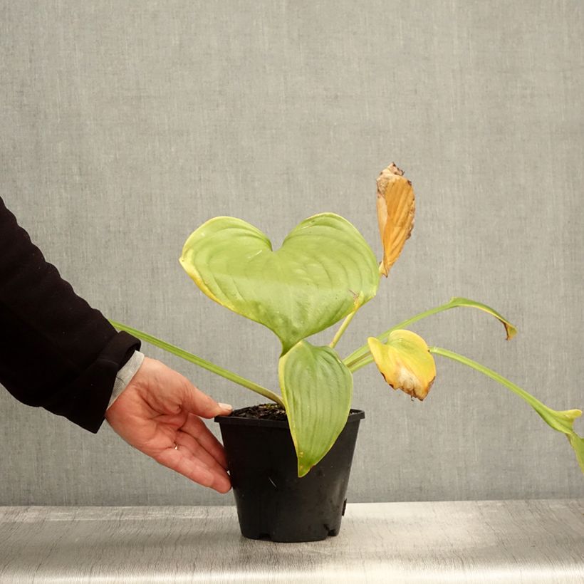 Example of Hosta UFO Pot de 1,5L/2L as you get in automne