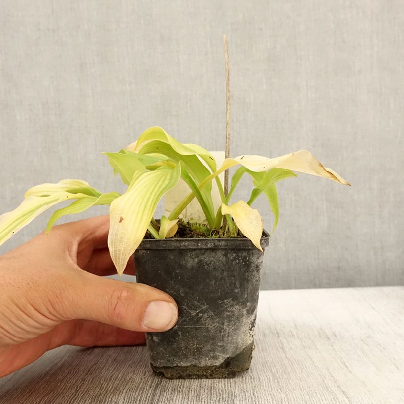 Example of Hosta undulata var univittata Godet de 8/9 cm as you get in automne