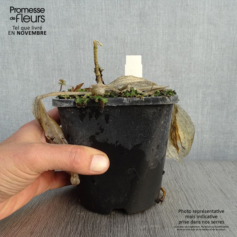 Example of Hosta Victor Pot de 1,5L/2L as you get in automne