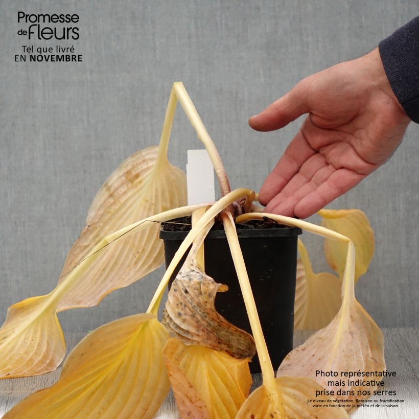 Example of Hosta Waterslide Pot de 1,5L/2L as you get in automne