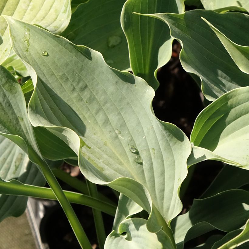 Hosta Waterslide (Foliage)