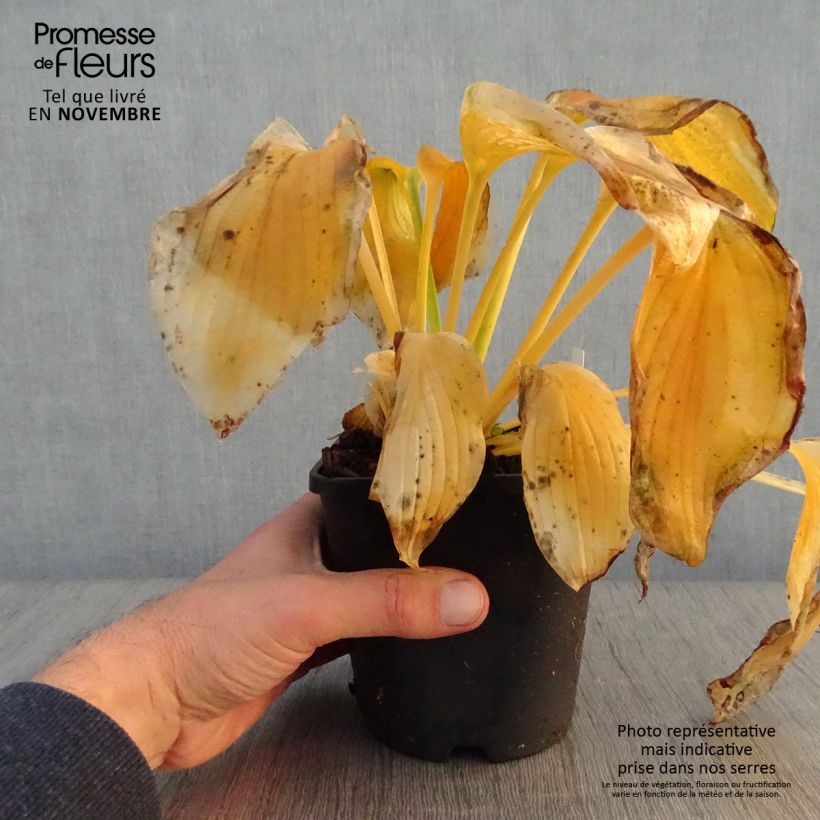 Example of Hosta Wu-La-La Pot de 1,5L/2L as you get in automne