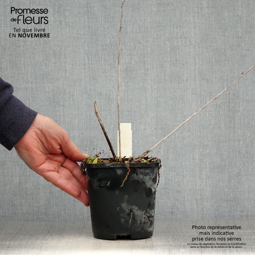 Example of Hosta Yellow Polka Dot Bikini Pot de 1,5L/2L as you get in automne